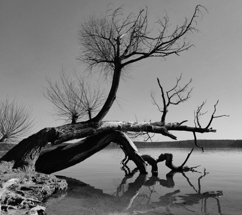 Baum Sacrow