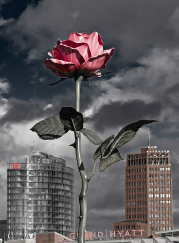 Rose